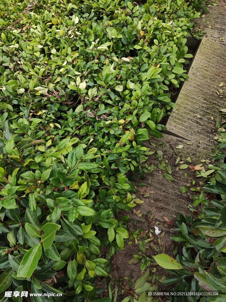 绿叶簇拥的石板小径