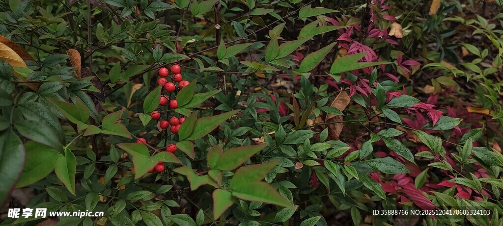 绿叶间的红果植物景观