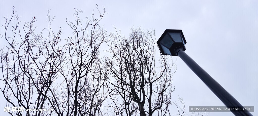 高空作业车作业于枯树旁