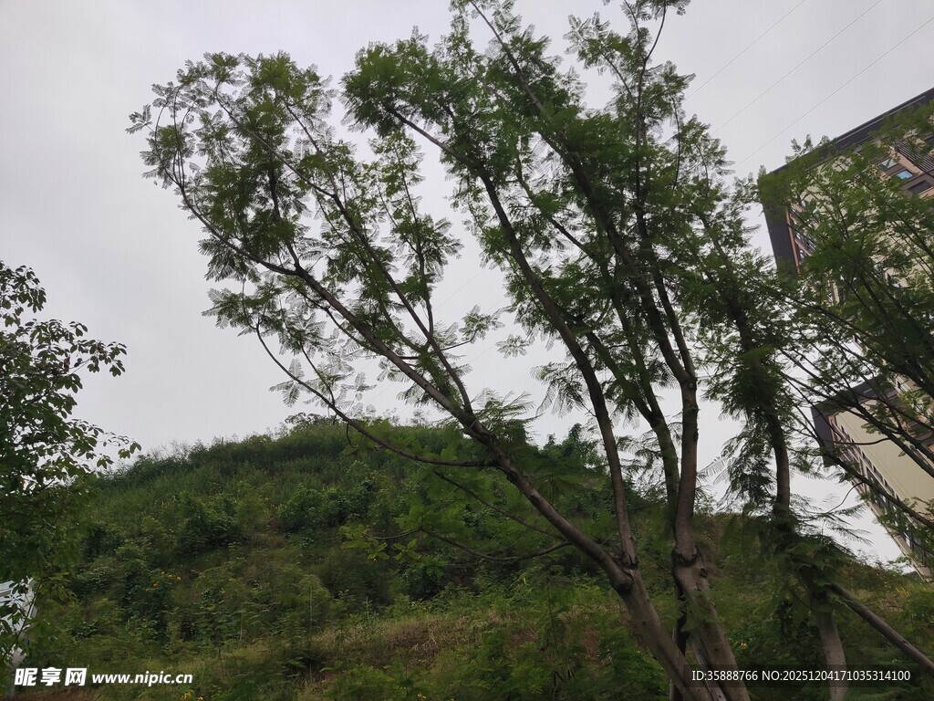 户外绿树与远山景色