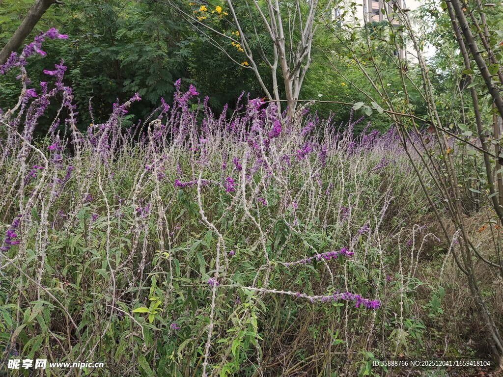 野外紫色花草景观