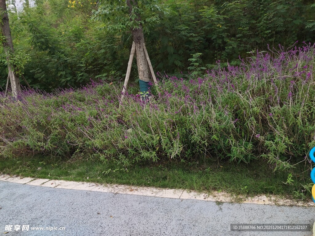 路边紫色花丛与绿植景观