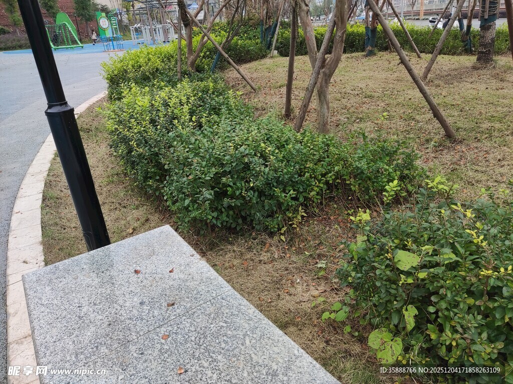 路边绿植景观