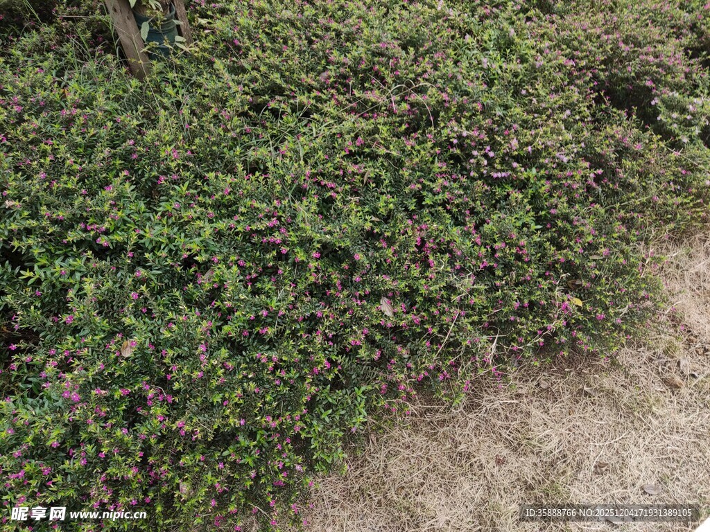 地面旁的繁茂绿色植物