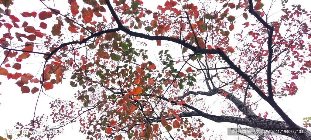 枝头繁花绽放的美丽景象