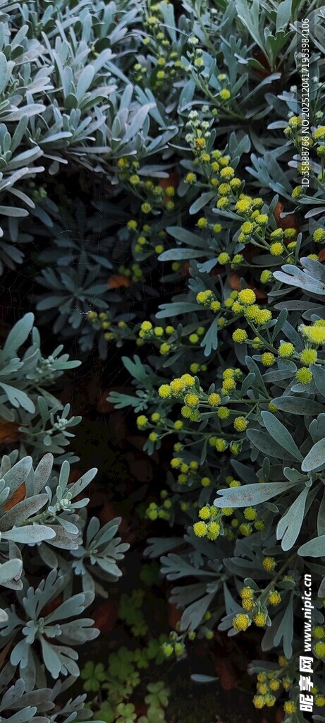 绿叶间的黄色小花