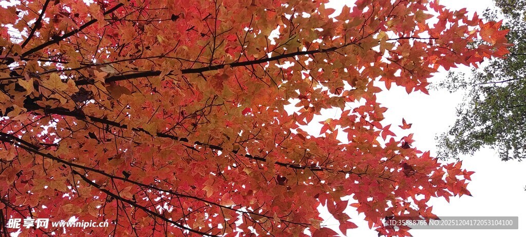 秋日红枫树枝特写