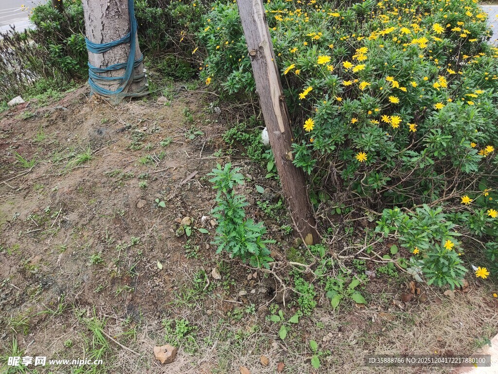 户外杂草与黄色花卉景观