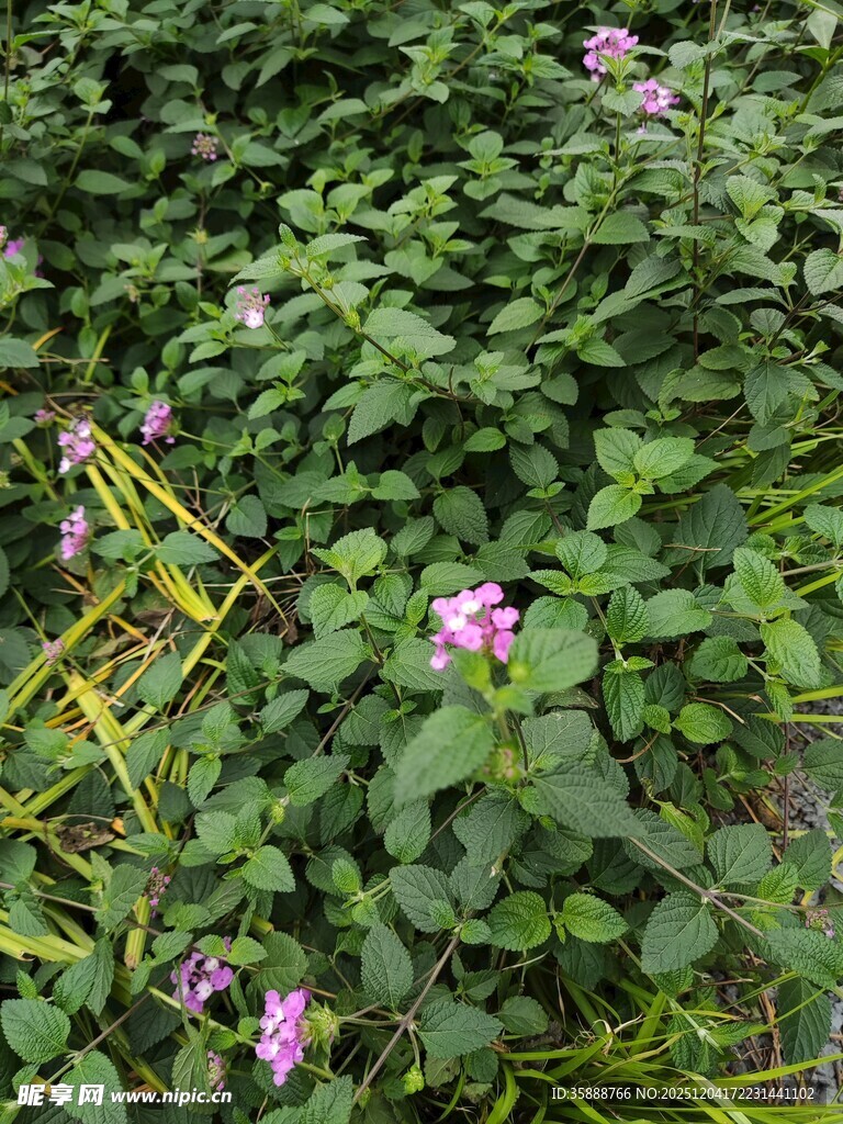 绿叶丛中的粉色小花