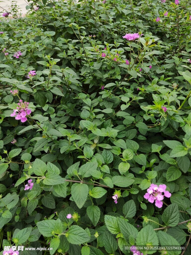 绿叶丛中的娇艳粉色花朵