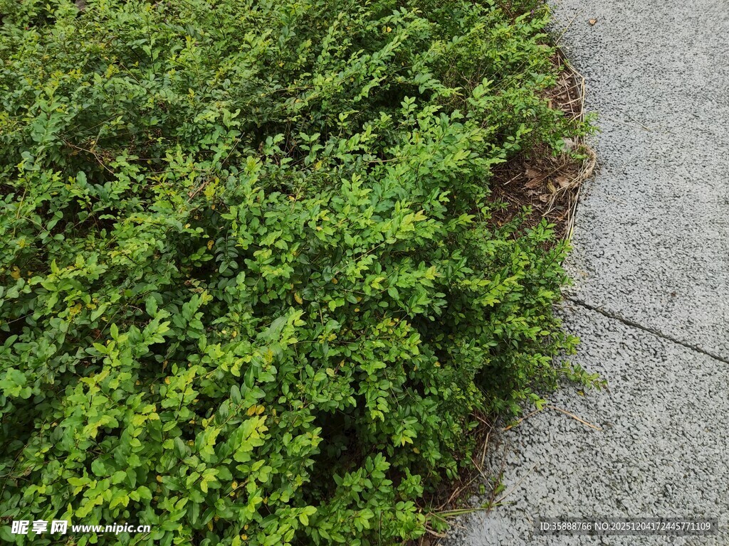 路边翠绿繁茂的丛生植物