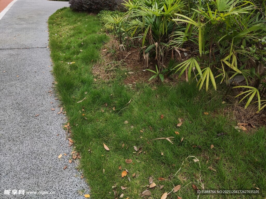 路边绿意盎然的植物景观