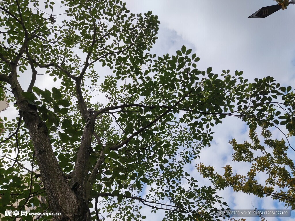 树上飞鸟与繁茂枝叶