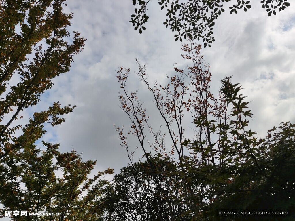 仰视林间天空景色