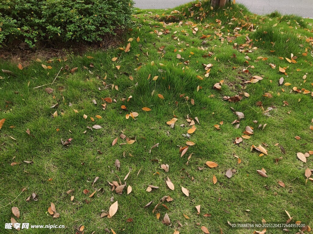 草坪上散落的枯黄树叶