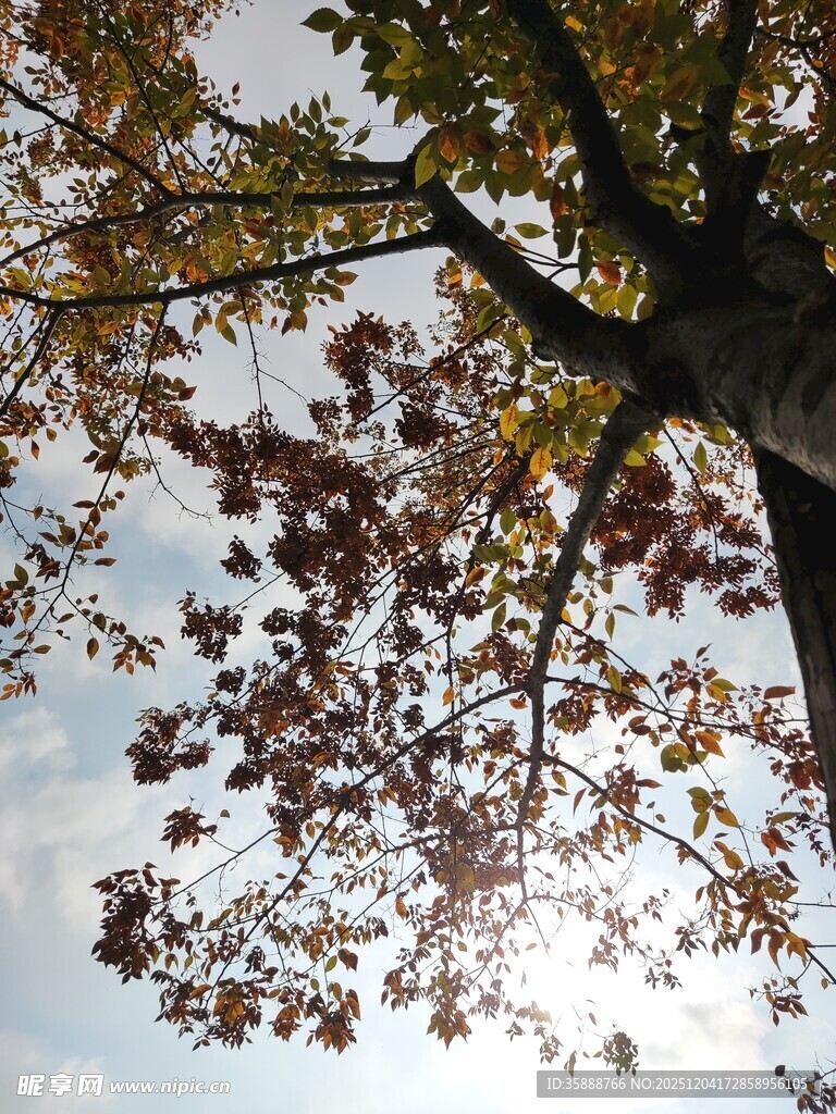 仰视秋日斑斓树枝