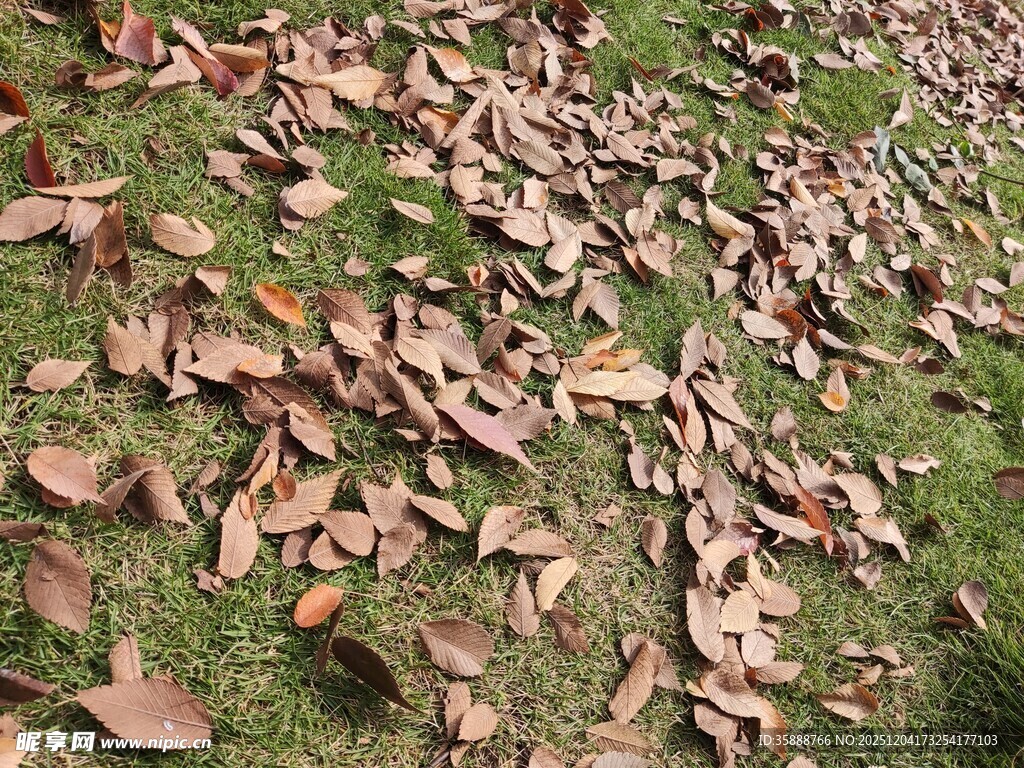 草地上的散落枯叶