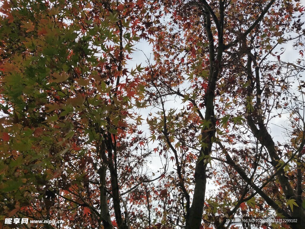 秋日树林斑斓枝叶景观