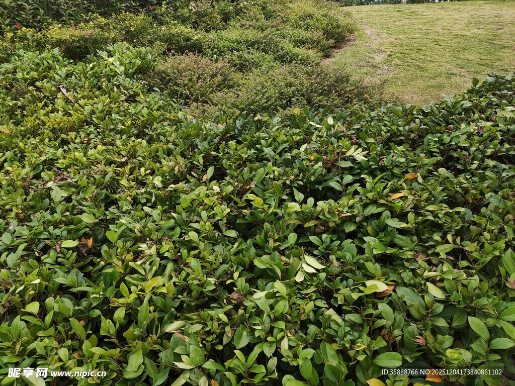 繁茂绿植覆盖的自然景象