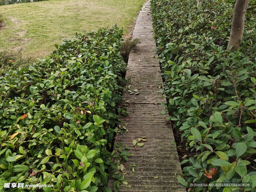 幽静绿植间的石板小径