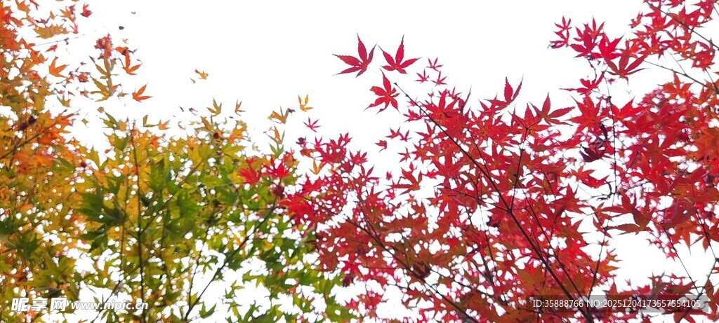 秋日多彩树叶美景