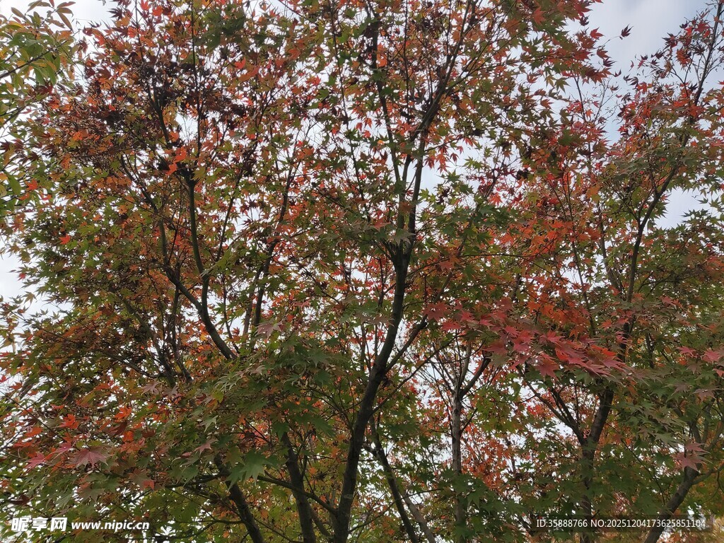 秋日斑斓树叶景观