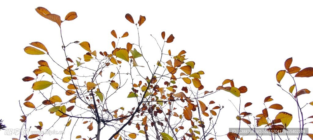 秋日树枝上的斑斓树叶