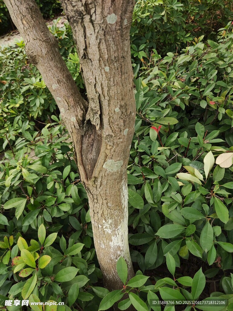 树干旁的繁茂绿植