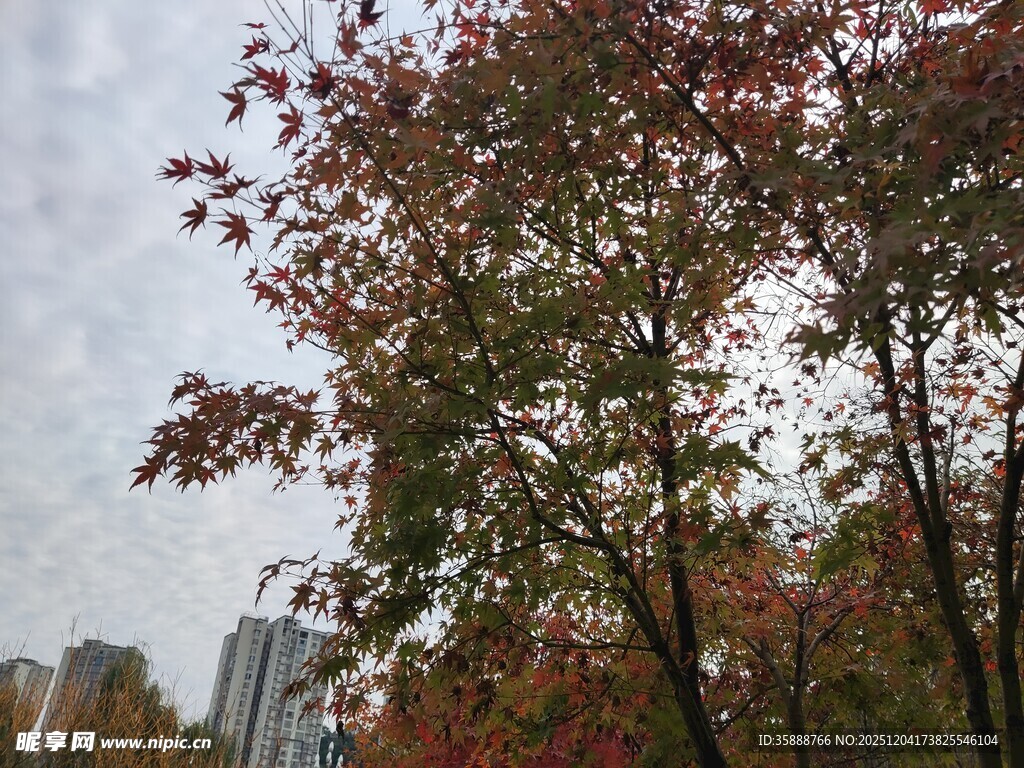 秋日红叶树木与城市背景