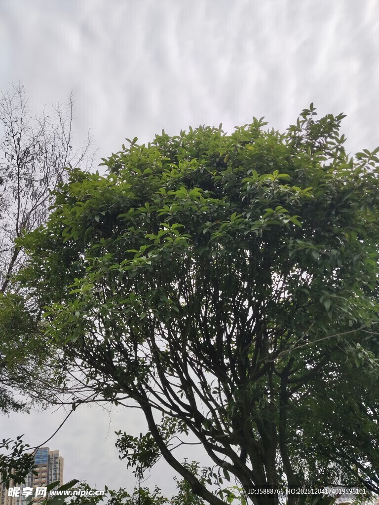 绿叶繁茂的树木