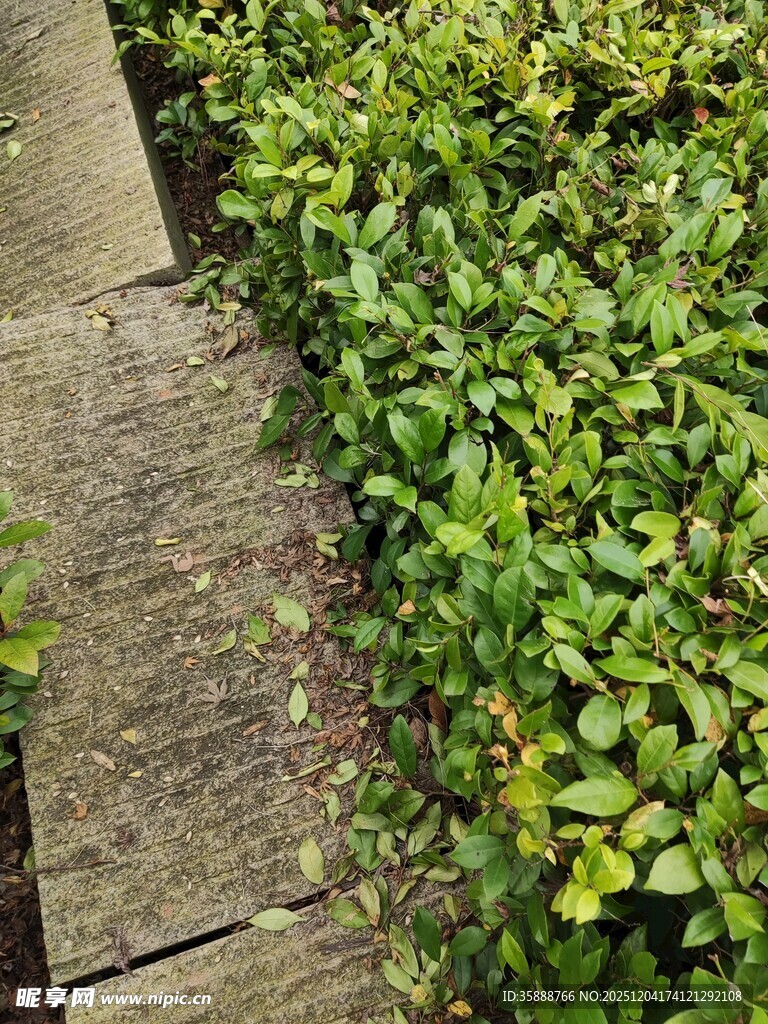 路边翠绿繁茂的低矮植物
