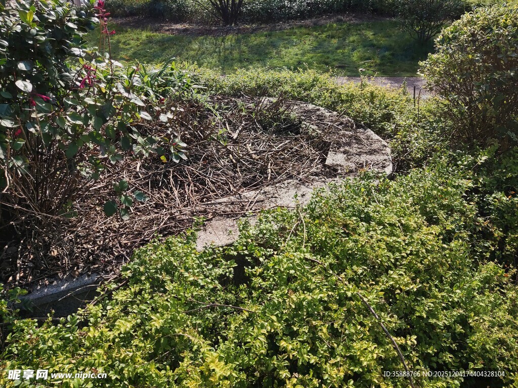 绿意盎然的花园小径