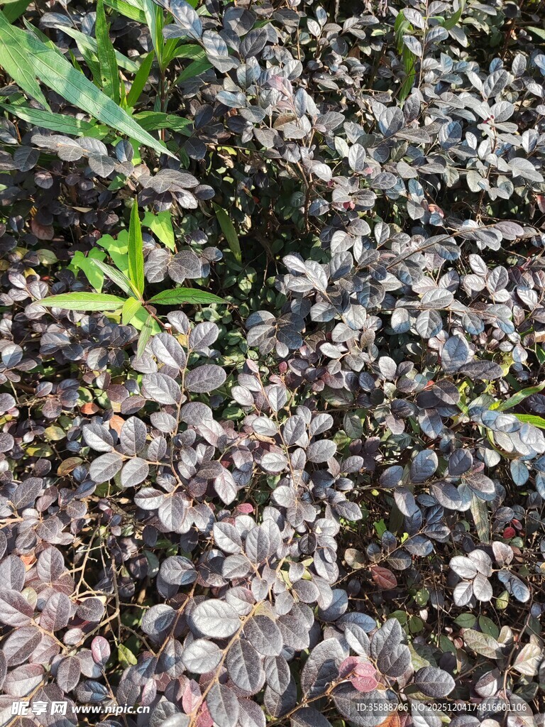 地面碎石与绿植景象