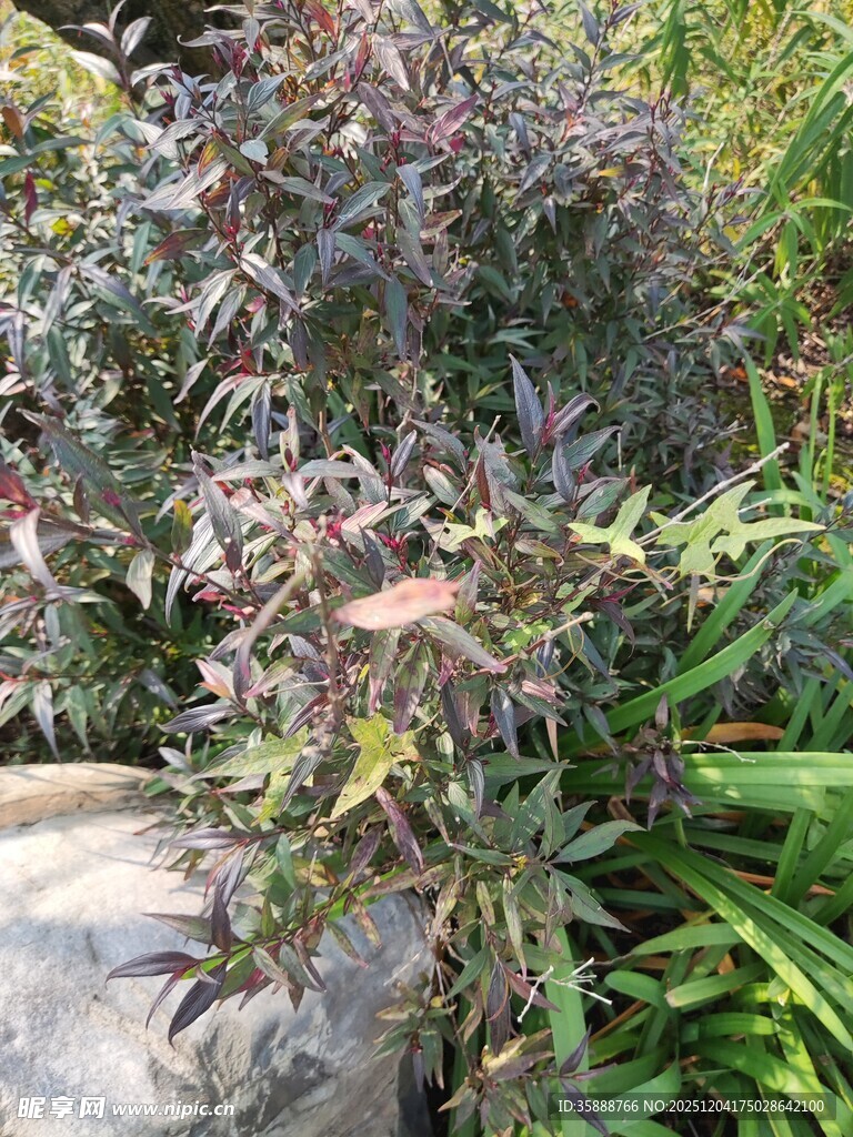 多彩植物与石景景观