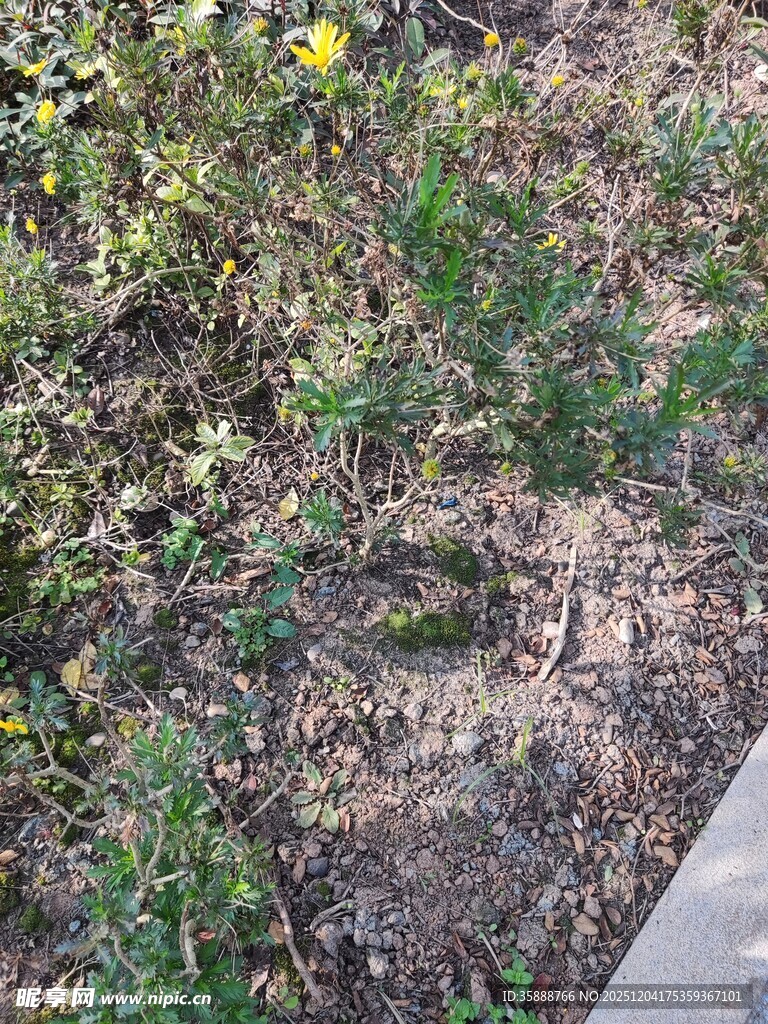 地面草丛中的神秘孔洞