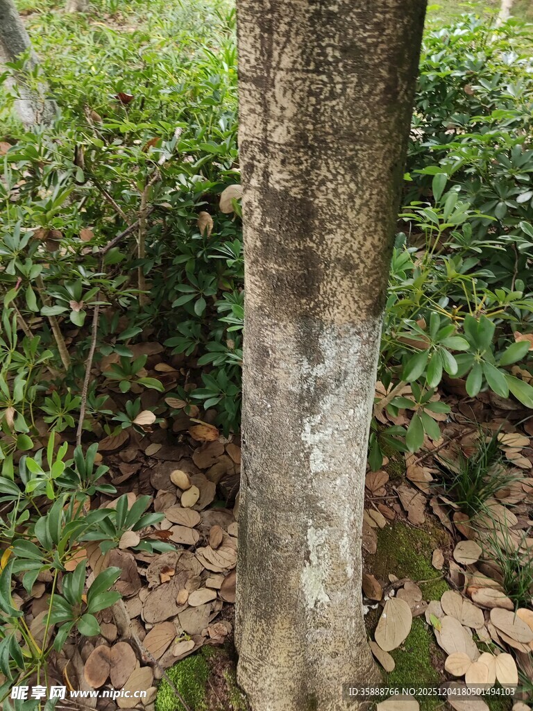 树干上的斑驳痕迹