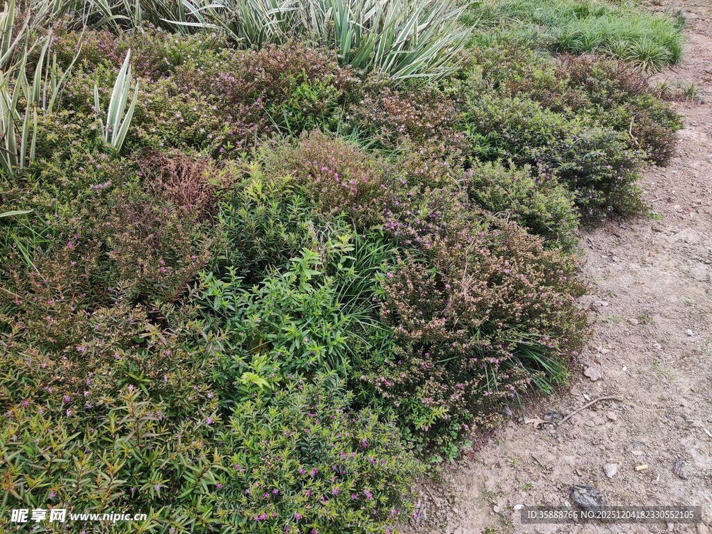 小径旁的繁茂绿植