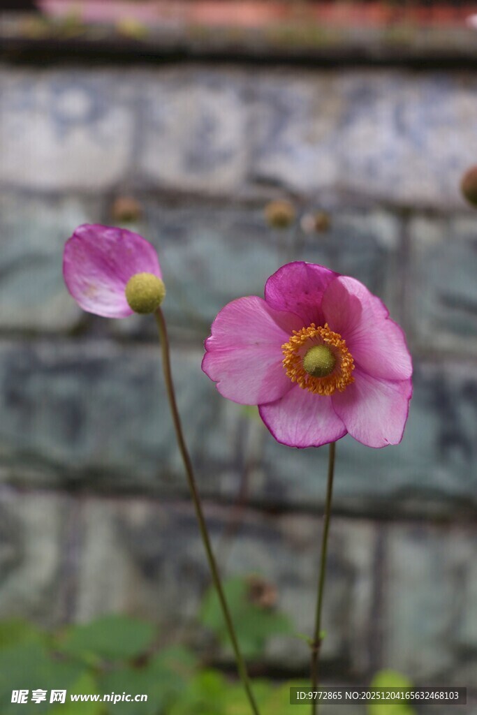 两朵娇艳粉色花朵绽放