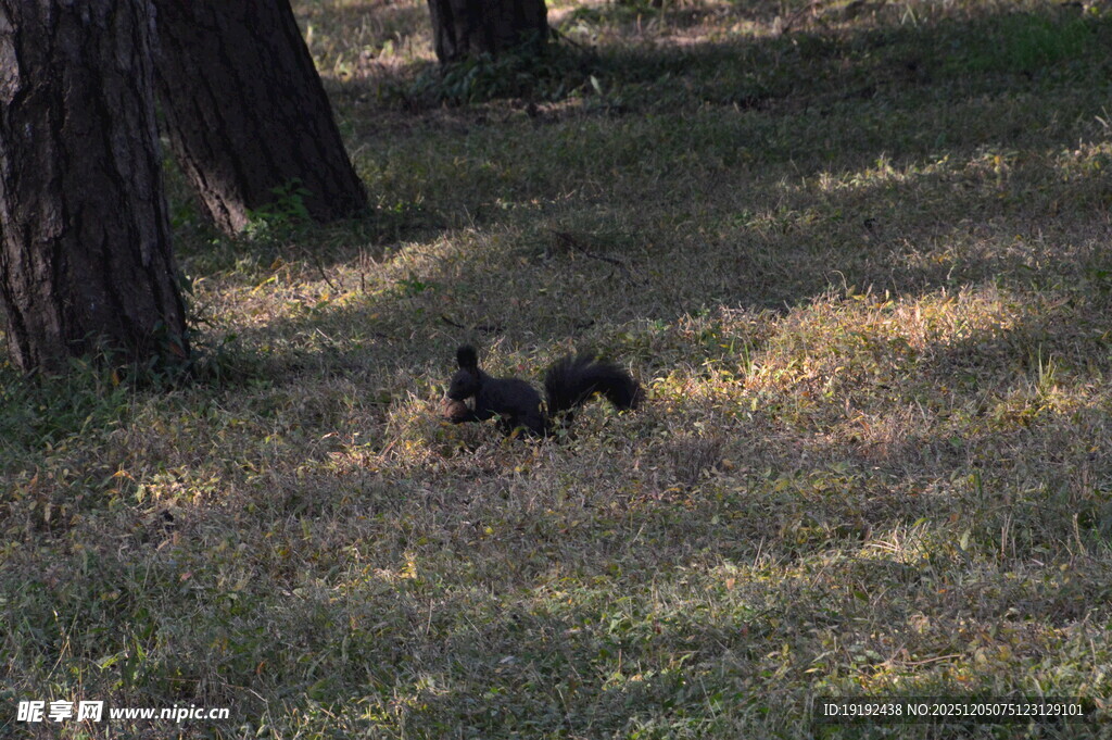 小松鼠  