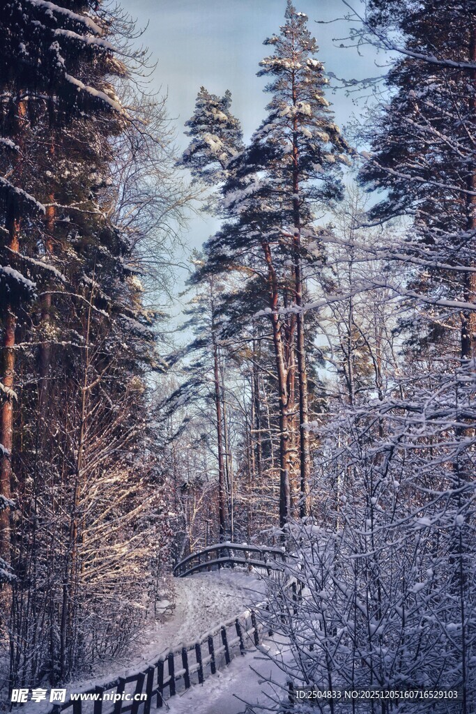 冬日雪林幽径