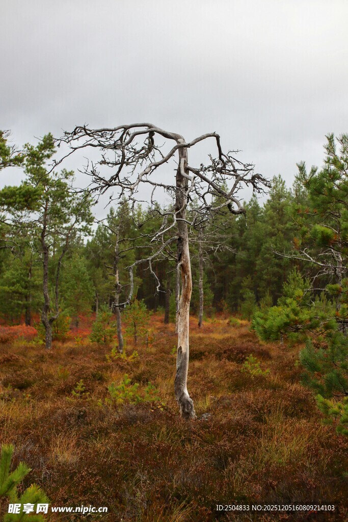 荒野枯树与周边葱郁植被