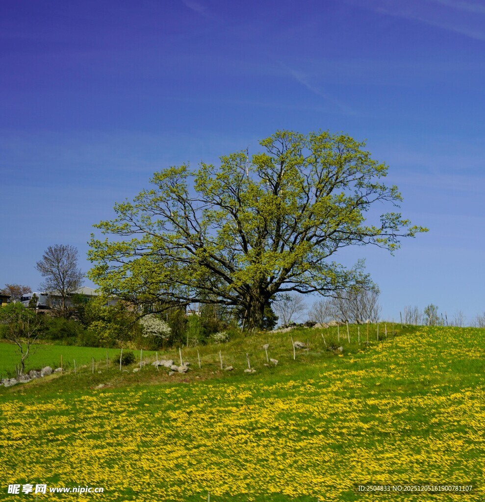 草原上的孤树与烂漫黄花