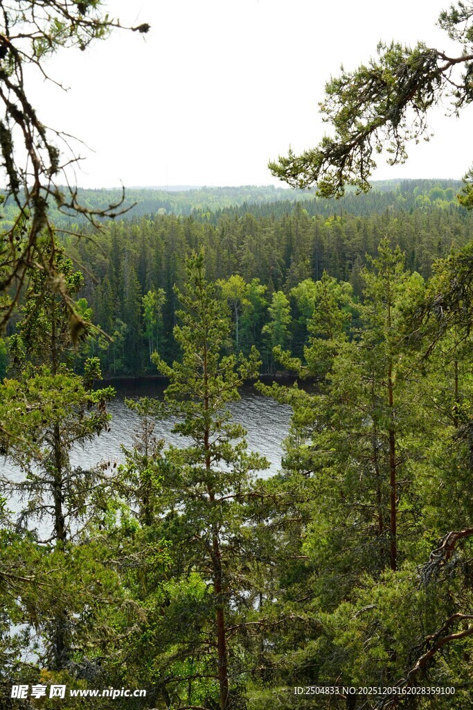 森林环绕的静谧河流景色