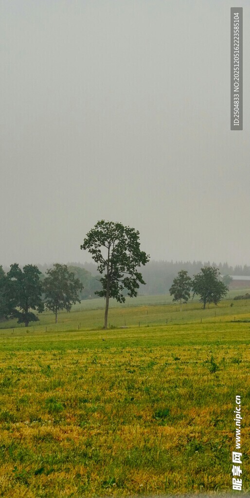田野孤树 朦胧自然景致