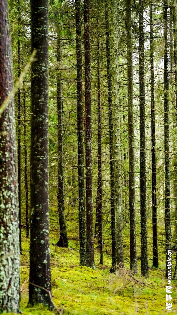 静谧森林中的葱郁树木