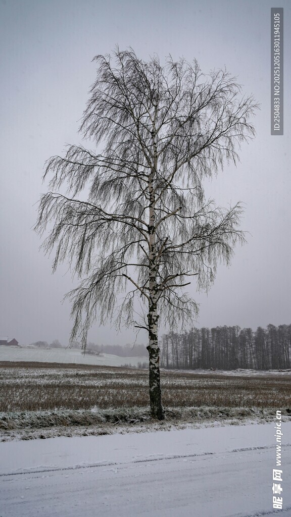 雪野中的孤独白桦树