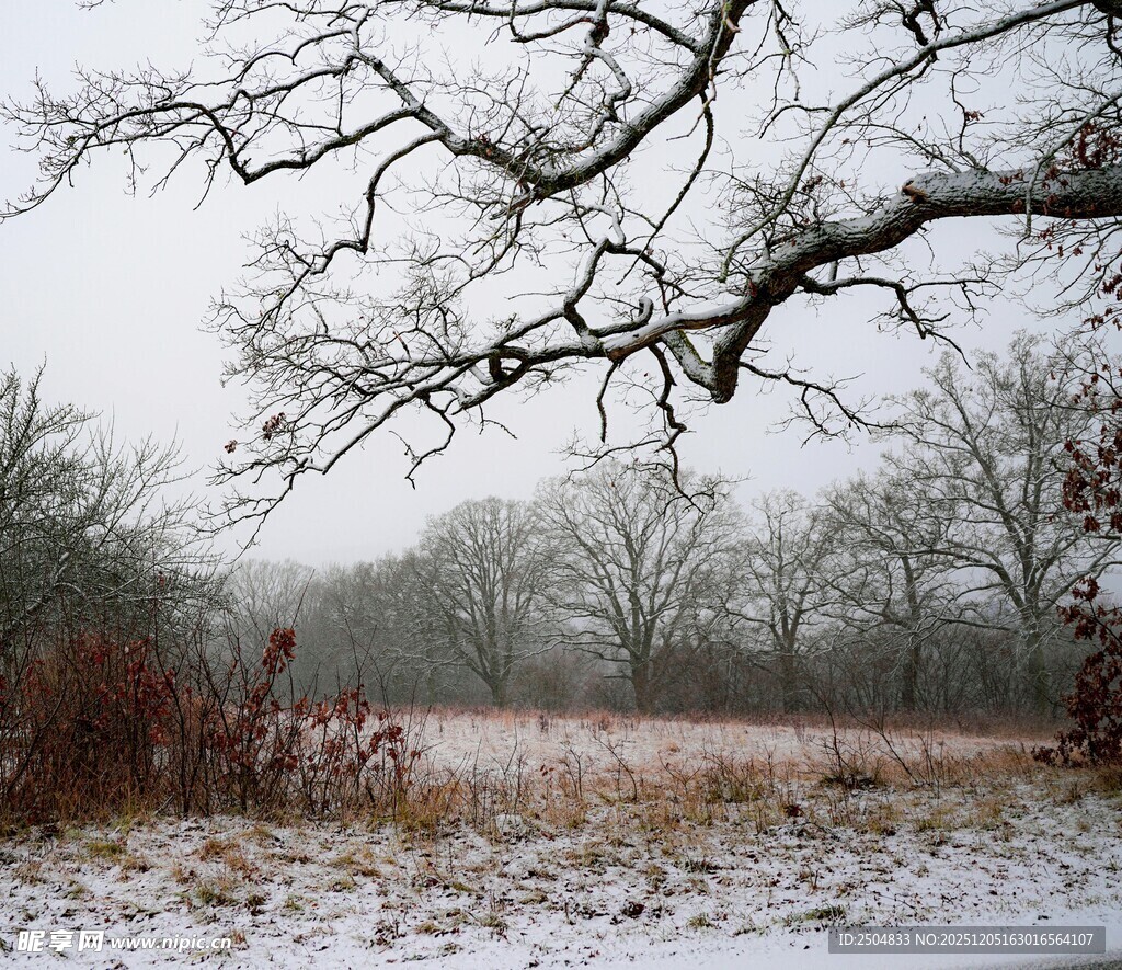 冬日田野雪景中的稀疏树木