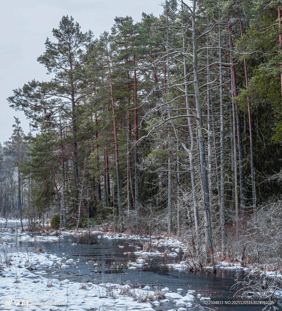 冬日森林河畔雪景