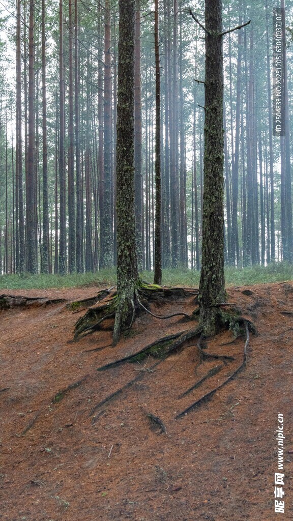 森林中树木盘根错节景象