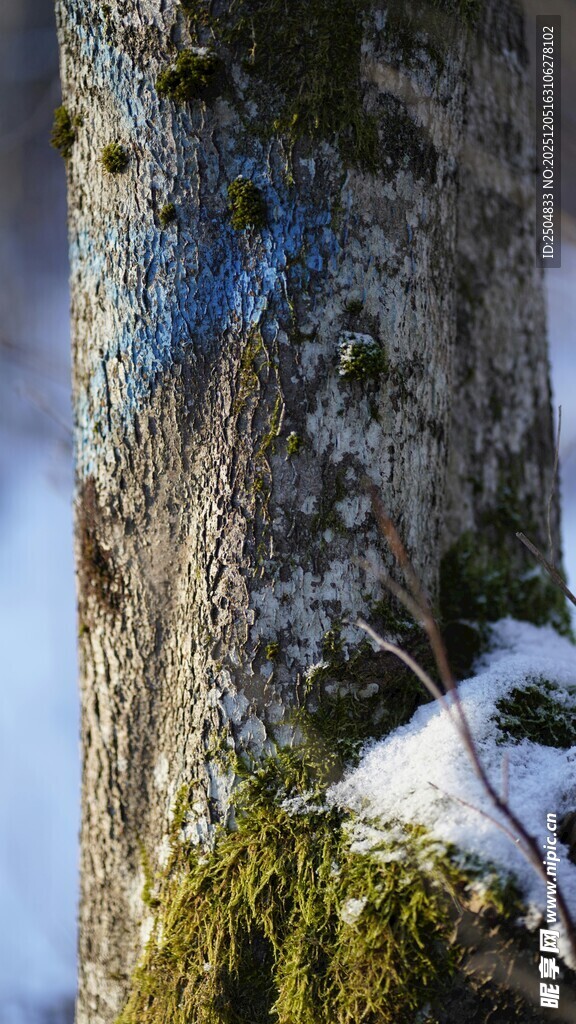 雪覆苔藓树干特写